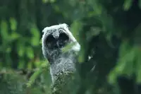 [Shiina] Noraneko Shoujo to no Kurashikata Ch. 4-16 [Chinese] [虎斑木菟漢化] [Digital]